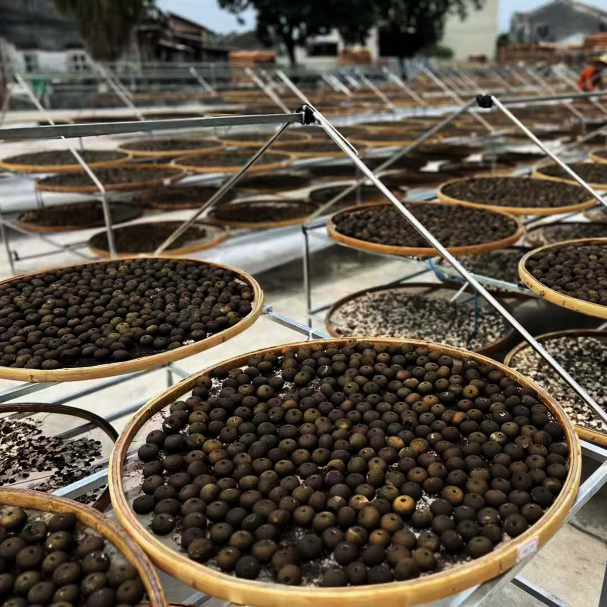 Tè Pu Erh al Mandarino Verde（Xiao Qing Gan）