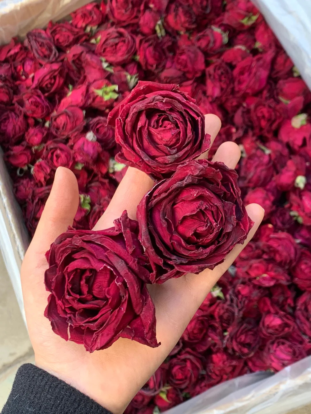 Tè alla Rosa Muo Hong di Yunnan