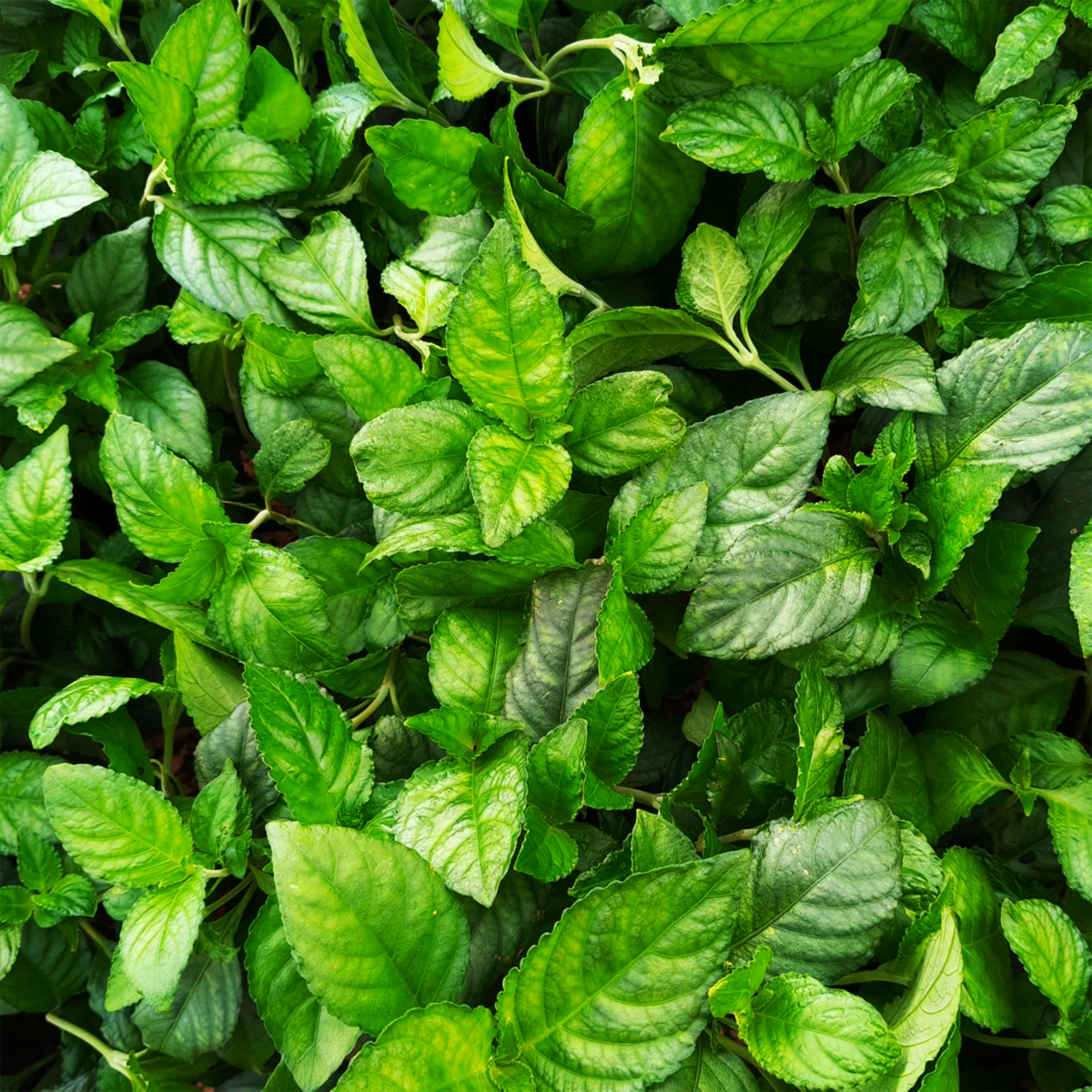 Tè Aromatico al Riso Glutinoso(Pu Erh Maturo)