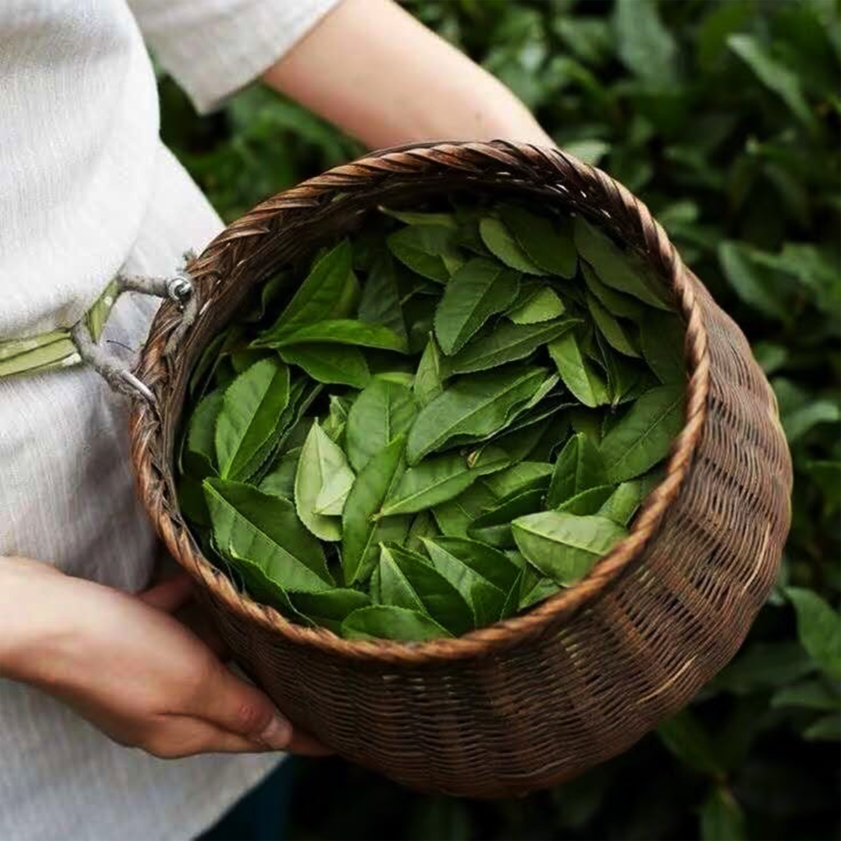 Tè Aromatico al Riso Glutinoso(Pu Erh Maturo)